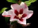 rose of sharon